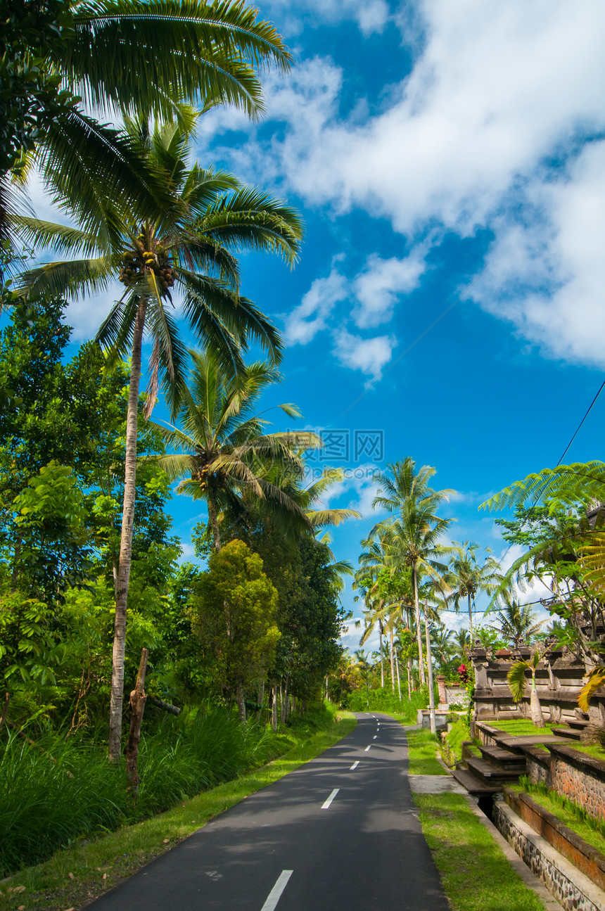 道路和海枣蓝色晴天太阳小路棕榈木头椰子树干热带天空图片