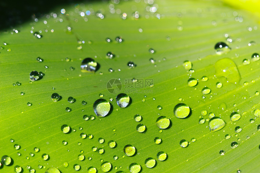 新鲜绿叶上的水滴生活热带植物生长环境季节宏观植物群森林异国图片