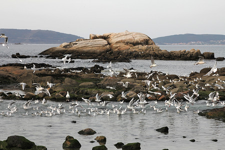 海鸥在海边飞来寻找食物羊群嘎嘎飞行海景岩石波浪海岸移民背景图片
