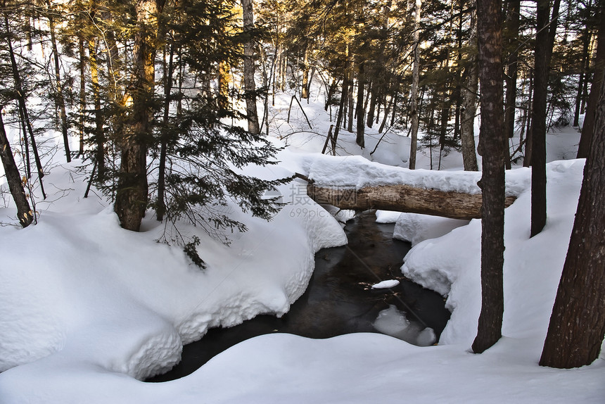 冬季上午溪流森林阳光冷冻缠绕荒野反射树木雪景沼泽图片