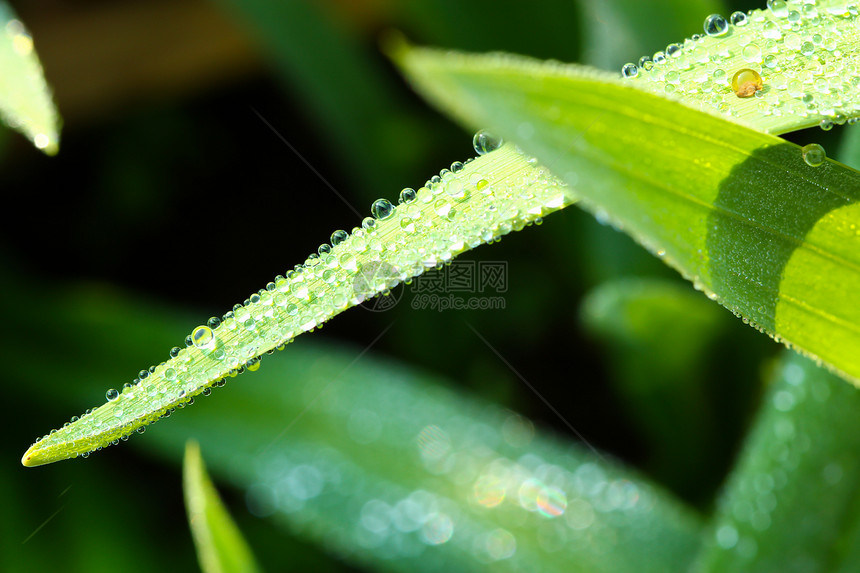 新鲜绿叶上的水滴宏观生活森林叶子反射热带情调季节环境植物群图片