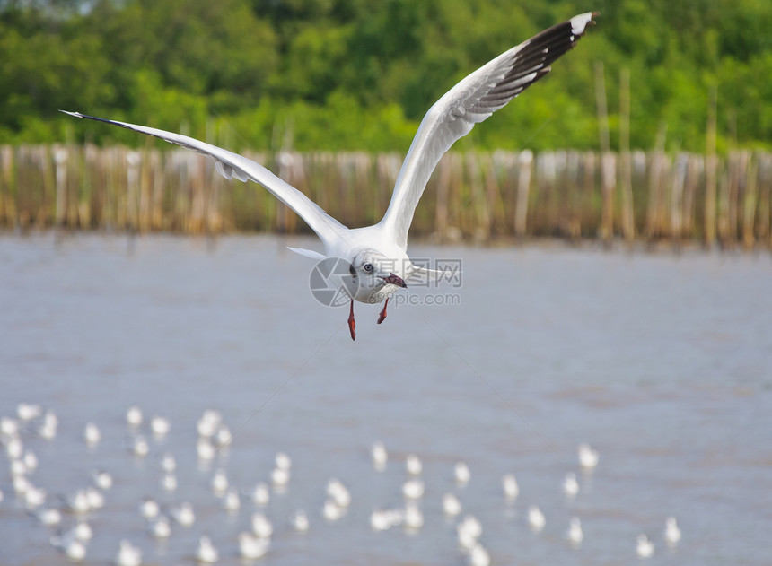 白海鸥独自在空中飞过海面红树林钓鱼航班荒野海鸟飞机野生动物海鸥辉光飞行图片