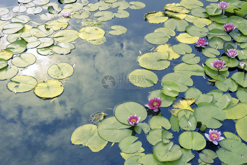 莲田池粉色红色池塘植物反射蓝色绿色叶子荷花季节图片