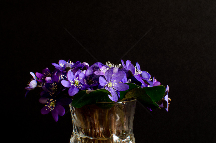 蓝色葵形季节海葵黑色输精管背景肝病花瓶图片