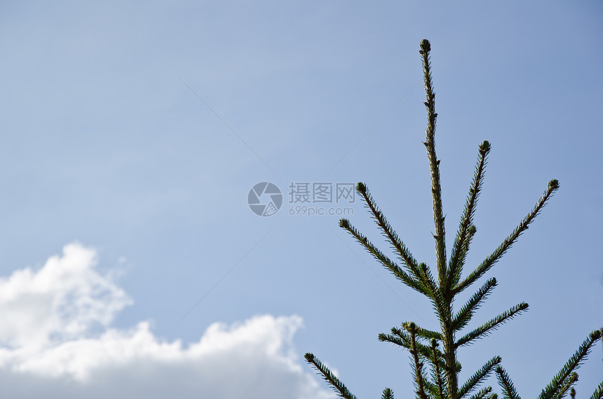 Spruce 顶天空绿色云杉墙纸假期植物晴天生长荒野环境图片