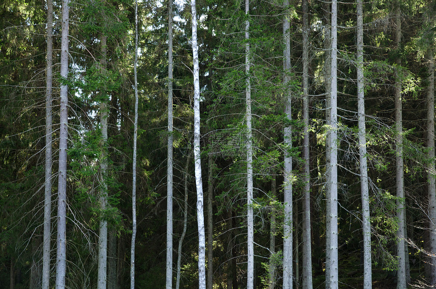 斯普鲁采森林背景图片