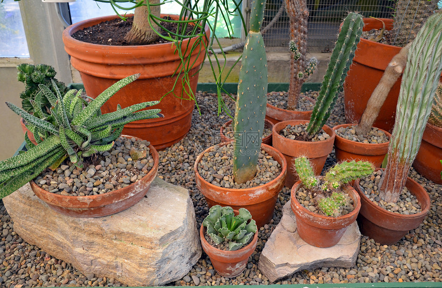 Cactus 温室沙漠花朵花园树叶肉质园艺植被荆棘植物绿色图片