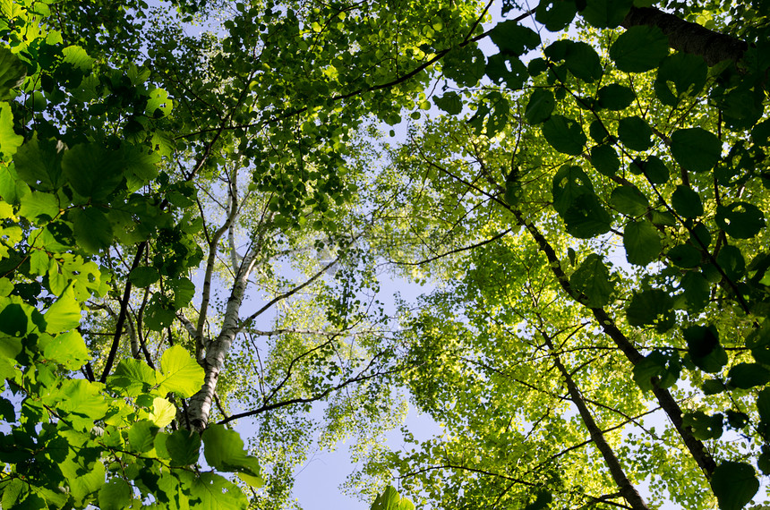 新的绿叶植物群天空框架植物叶子阳光环境桦木季节生态图片
