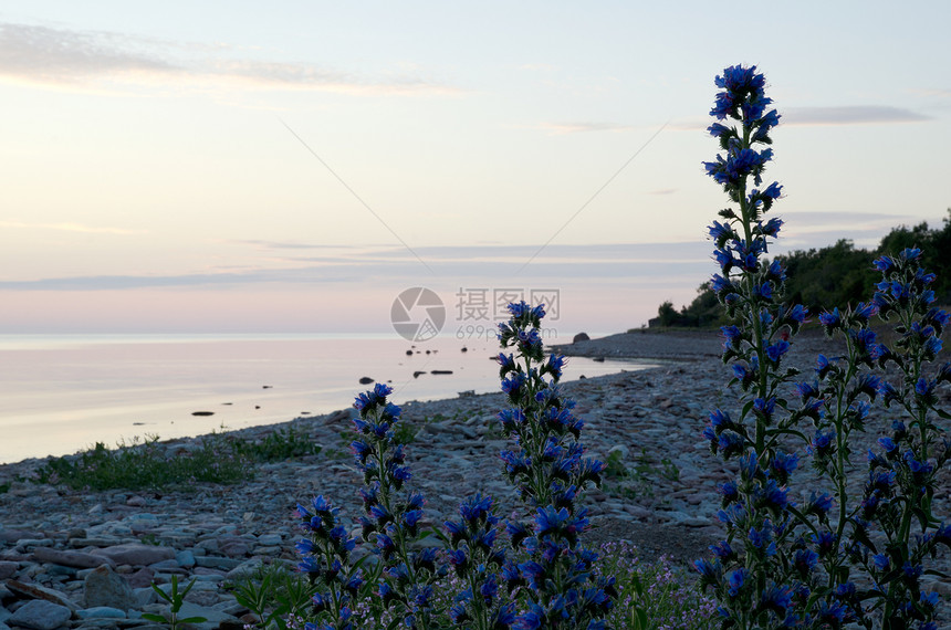 蓝花花植物群环境植物蓝色海岸线石质海岸石头图片