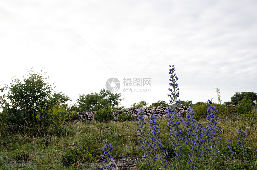 蓝花花国家绿色农村灌木丛环境植物石墙草地紫色蓝色图片