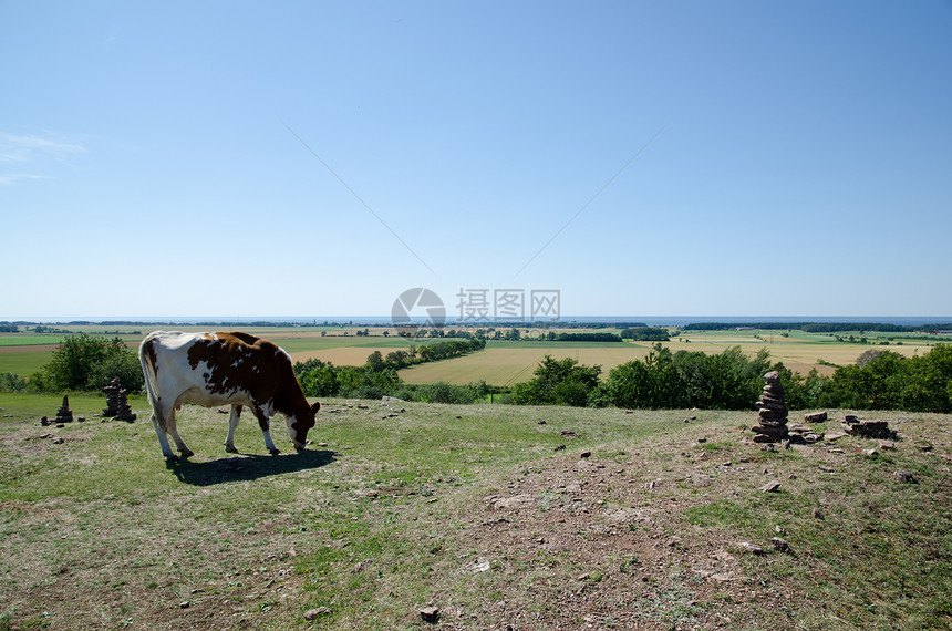 放牧牲畜场景土地风景地平线牧场蓝色爬坡场地天空顶峰图片