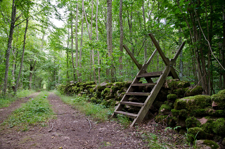 瓷砖森林石头荒野木头植物石墙树干林地绿色阶梯图片
