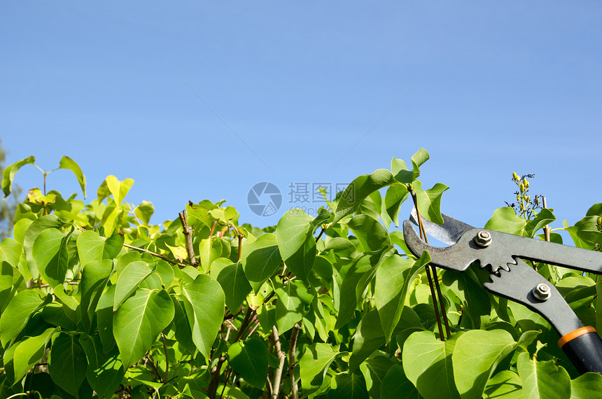 剪贴机工作树篱工具植物紫丁香边缘园丁剪子天空修剪图片