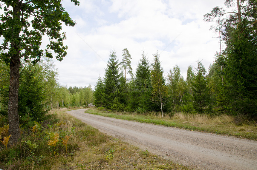 森林中的公路植物旅行风景蓝色晴天树干曲线荒野云杉橡木图片