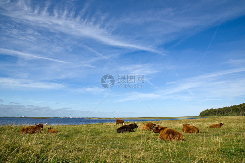 养牛业草地农村海岸奶牛天空农田小牛休息风景支撑图片