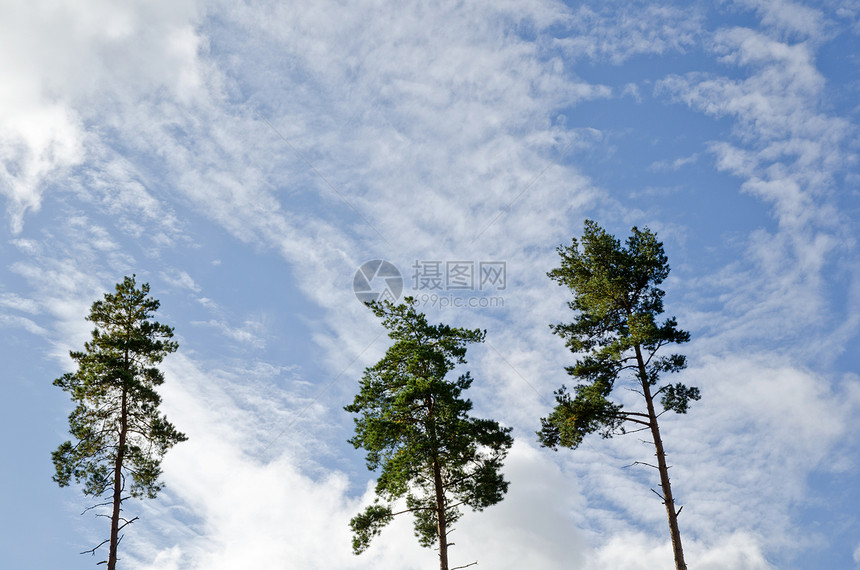 三棵树晴天季节生长植物农村蓝色森林太阳天空国家图片