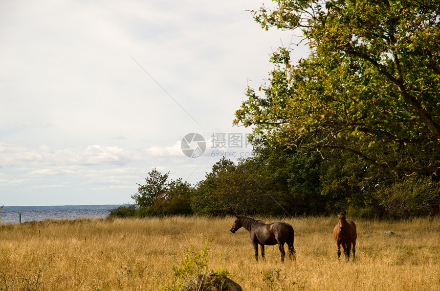 放牧马匹环境橙子橡木海岸农场场地树叶草地动物场景图片