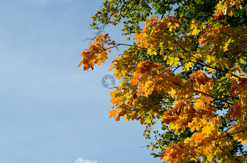 秋季风景树木叶子乡村森林季节红色公园太阳绿色图片