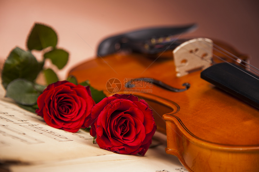 美丽的玫瑰和小提琴床单细绳棕色艺术红色白色中提琴礼物黑色木头图片