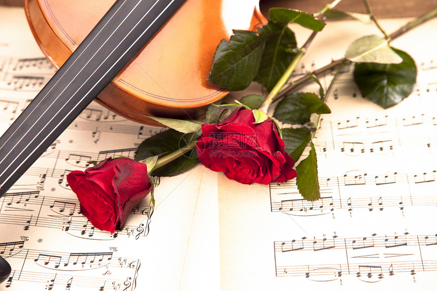 美丽的玫瑰和小提琴木头细绳音乐白色乐器旋律中提琴床单礼物黑色图片