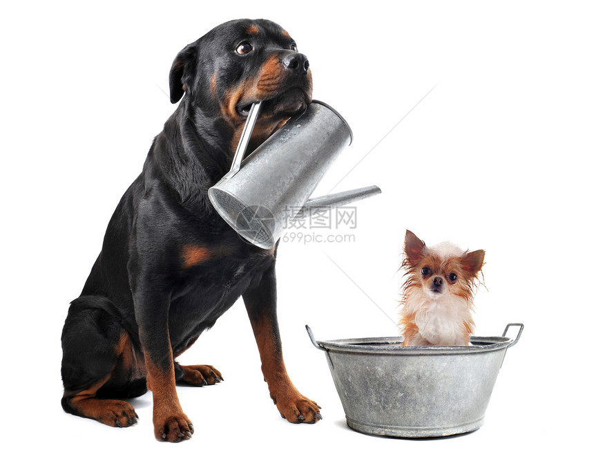 洗浴前浴缸友谊伴侣动物宠物喷壶洗涤工作室金属犬类图片