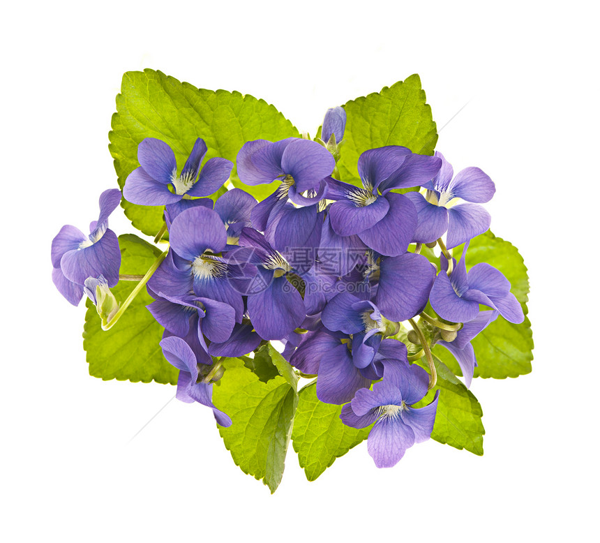 紫外线布束季节白色花束植物群植物花朵团体树叶绿色紫色图片
