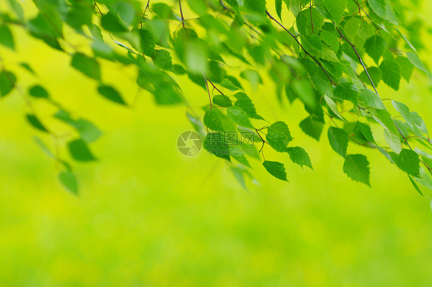 叶子花园脆弱性植物学公园树木季节生活分支机构生长植物图片