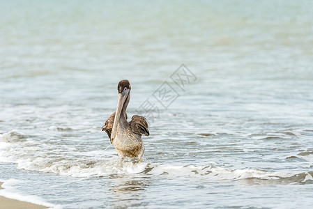 佩利卡低角度翅膀野生动物海滩视图高清图片