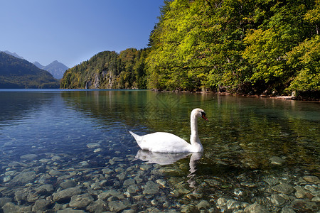 天鹅透明素材Walchensee湖上的白天鹅背景