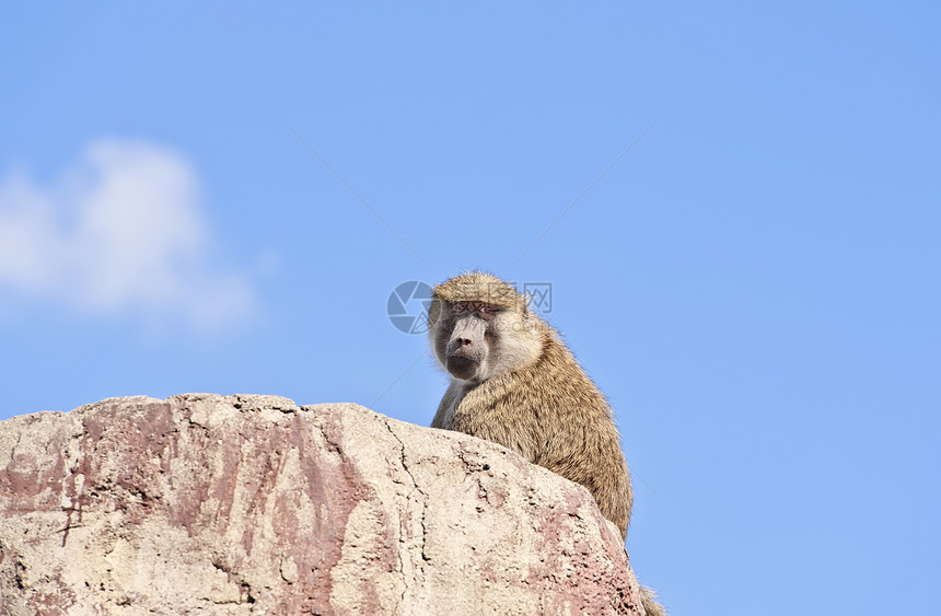 Baboon  帕皮奥阿努比斯 猴子野生动物狒狒座位图片
