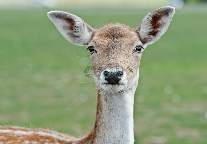 白脚鹿渡牛野生动物母鹿哺乳动物动物图片