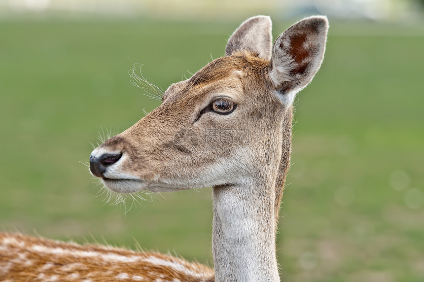白脚鹿渡牛母鹿哺乳动物动物野生动物图片