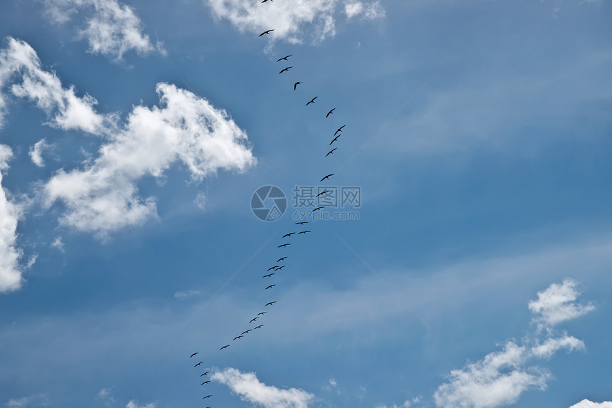 鸟类以V型编队飞行动物天空蓝色翅膀水平图片