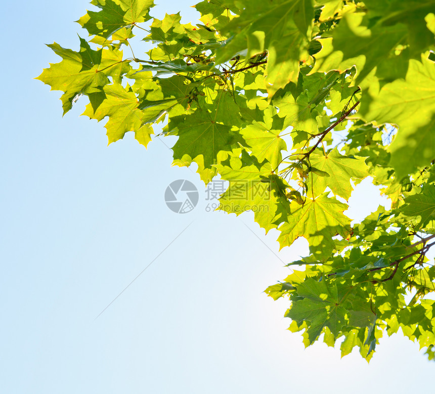 树叶晴天蓝色植物叶子宏观花园美丽活力天空绿色植物图片