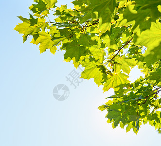 树叶晴天蓝色植物叶子宏观花园美丽活力天空绿色植物背景图片