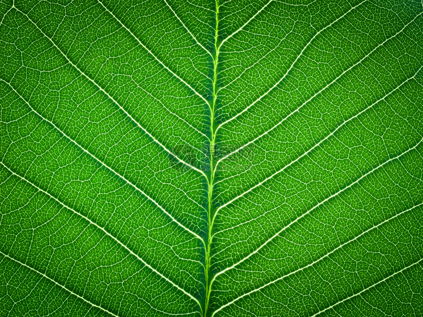 绿叶纹理植物群静脉生长生活绿色生态宏观植物学叶子植物图片