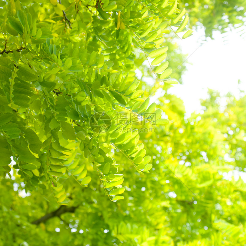 天上的树叶绿色野生动物植物雨林荒野叶子树木阳光热带森林图片