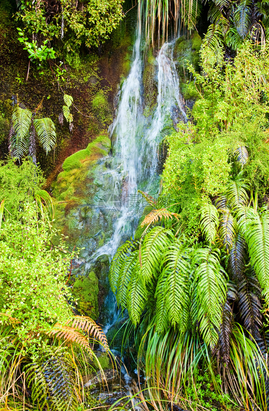 瀑布环境植物森林地形溪流野生动物植被丛林蕨类热带图片