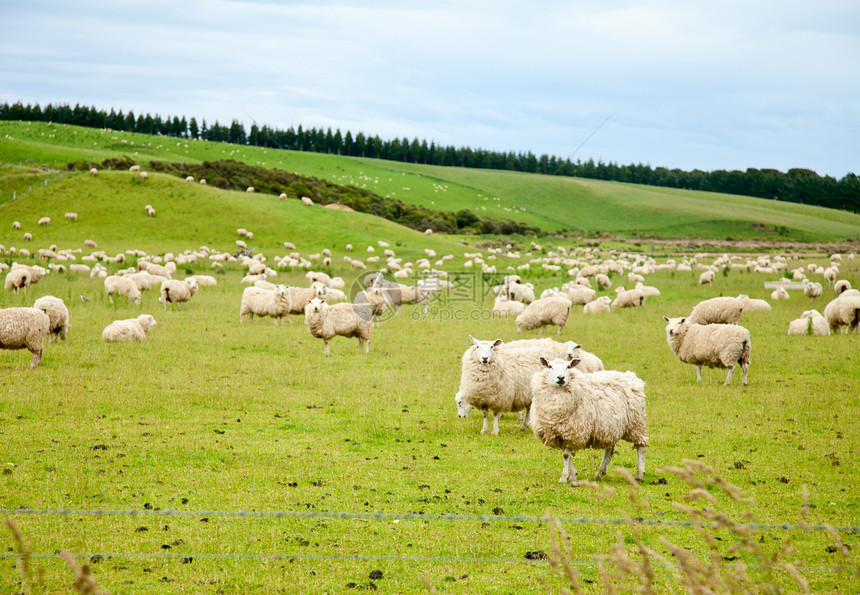 绵羊场景动物母羊白色农田家畜绿色草地农场农村图片