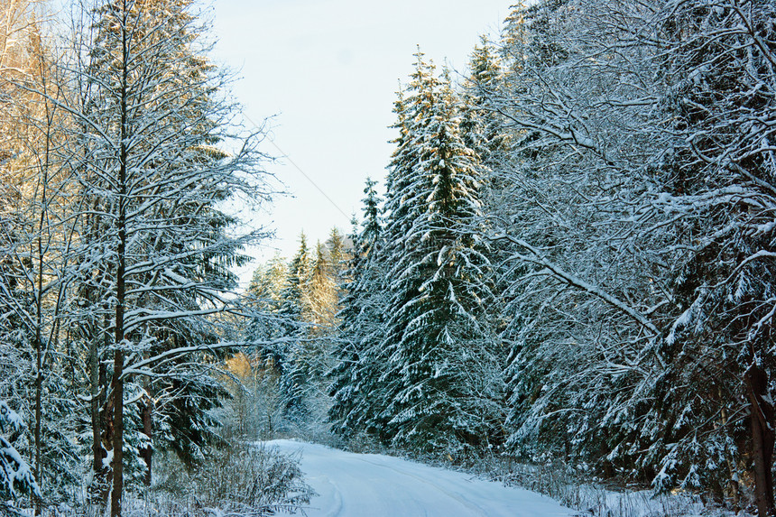 冬季森林季节针叶叶子踪迹途径天气树干枝条粉末国家图片
