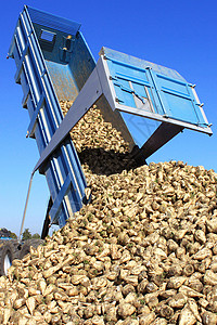 甜菜根机器农业甜菜竞选糖果农民水果环境性能牵引车背景图片