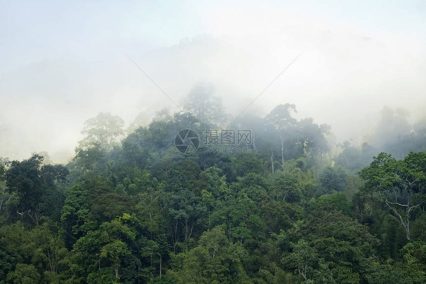 绿色森林背景神话野生动物叶子风景公园场景荒野勘探乡村植物群图片