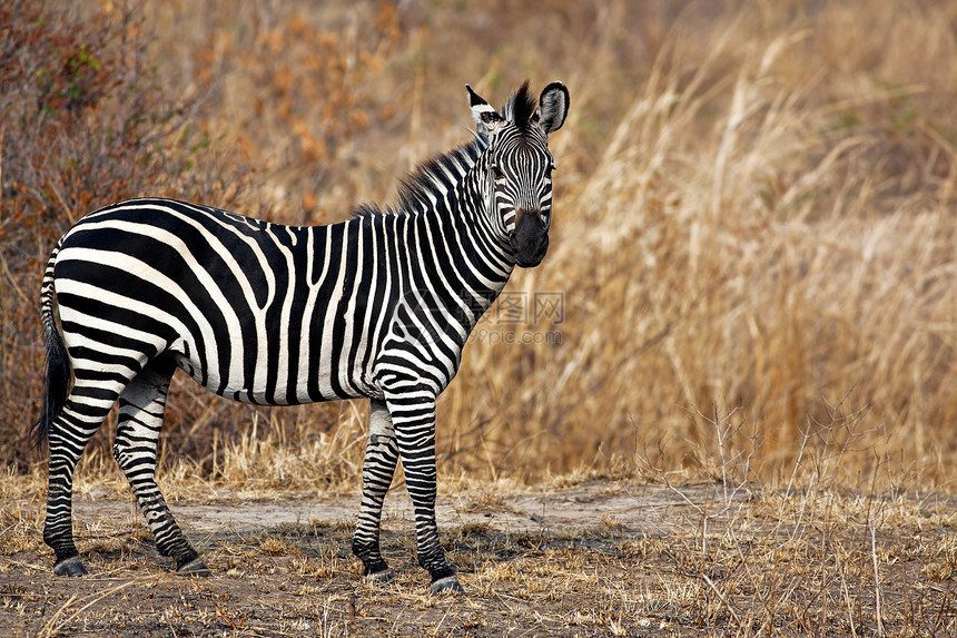 非洲斑马黄色公园栖息地平原自然保护区野生动物食草动物动物群荒野图片