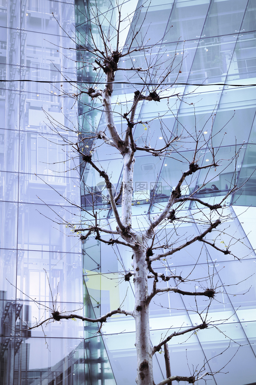 城市树金属玻璃建筑蓝色建筑学图片