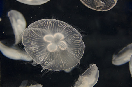 果冻鱼杰利海鱼 奥丽莉亚游乐场 游泳荧光潜水野生动物生物圆形浮游水螅蓝色海蜇海洋背景