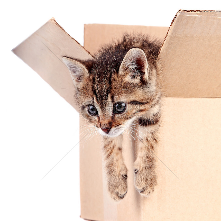 在一个盒子里的猫礼物晶须猫科动物动物童年惊喜脊椎动物好奇心友谊毛皮图片