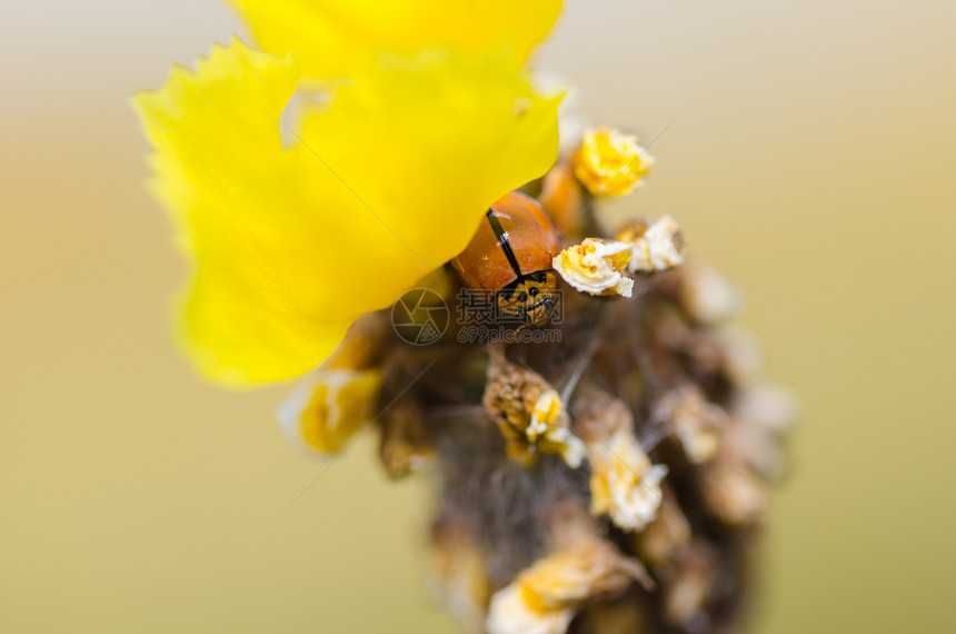 黄花草上的小小虫子漏洞植物橙子宏观瓢虫野生动物昆虫植物群图片
