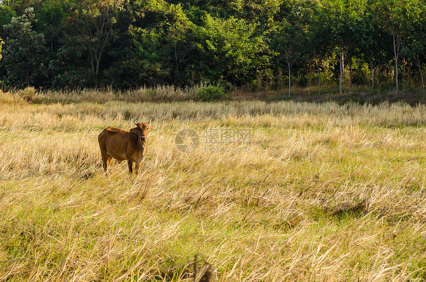 牛在草地上农田哺乳动物乡村牛肉奶牛动物场地农场棕色图片