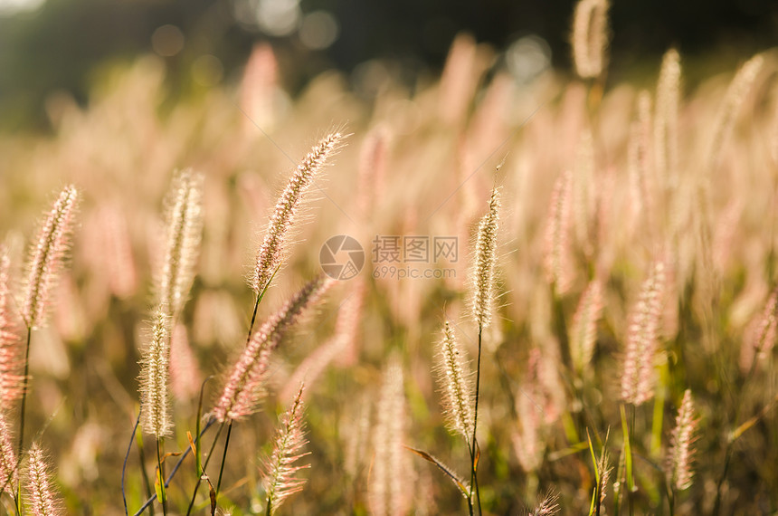 野生的狐尾草季节内衬狐尾杂草花园图片