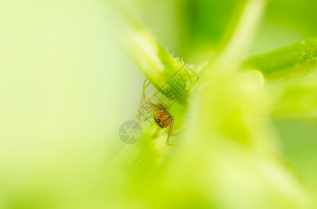 自然界的米亚蚂蚁蜘蛛高清图片